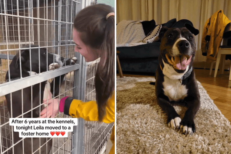 Foster a Shelter Dog