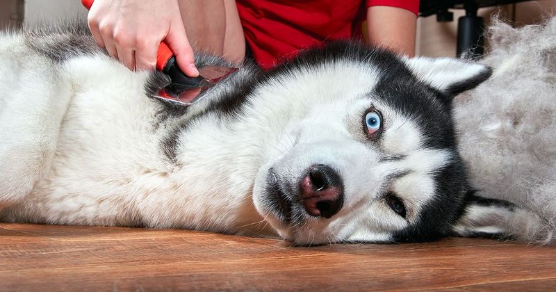 Shedding and Grooming