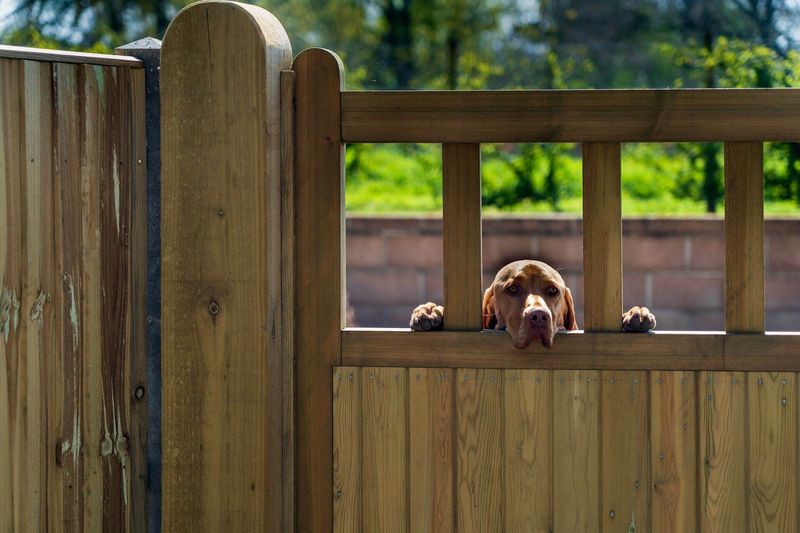 Designing an Escape-Proof Yard
