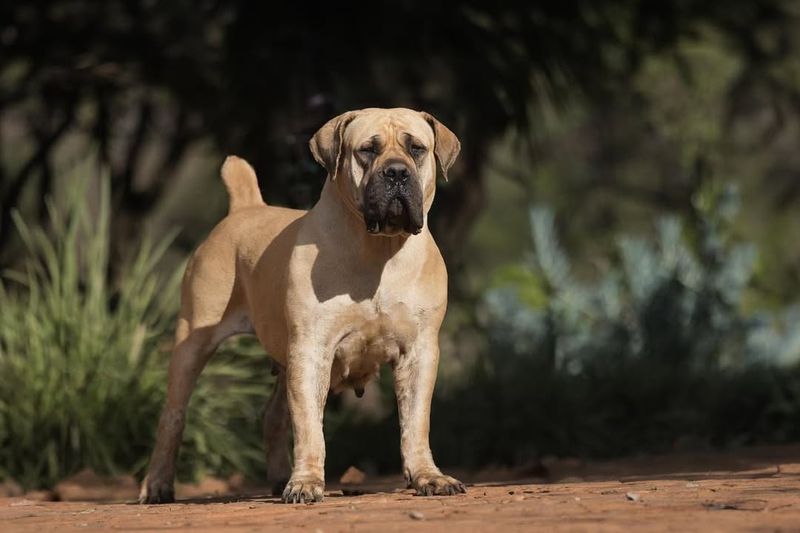 Boerboel