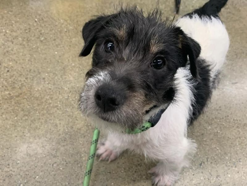 Jack Russell Terrier