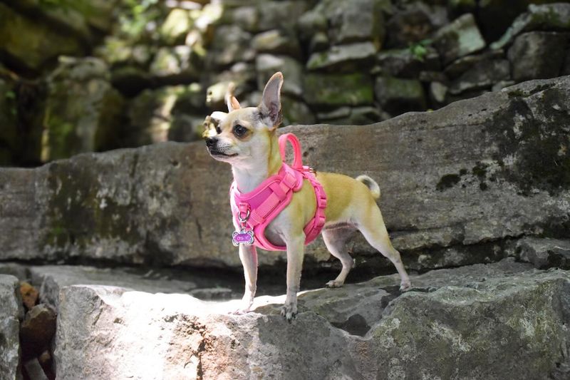 Chihuahua