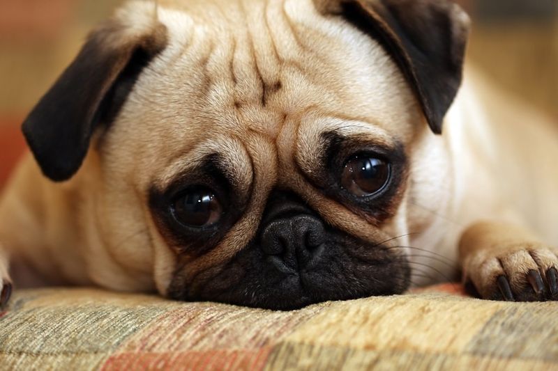 Whining or Crying