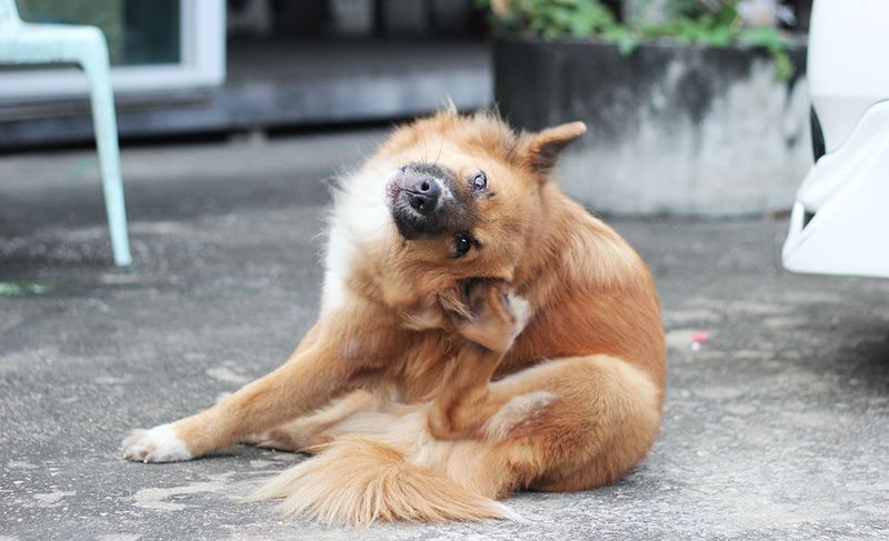 Frequent Ear Scratching