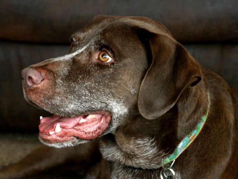 Panting Without Cause