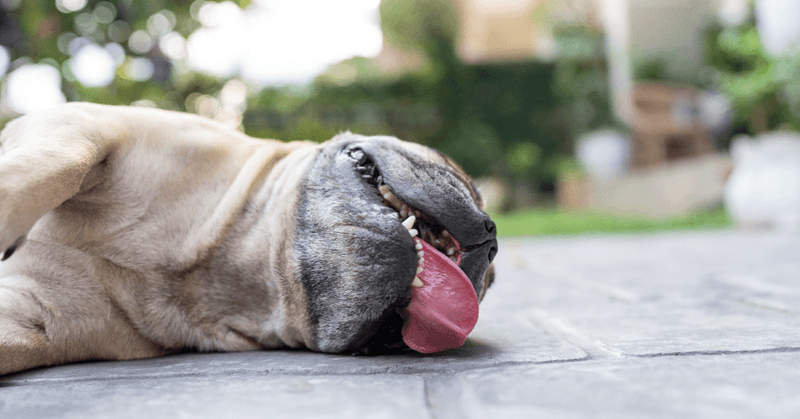 Lethargy during walks