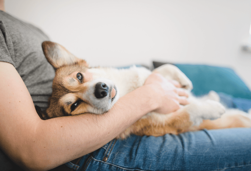 Enjoys Cuddles and Petting