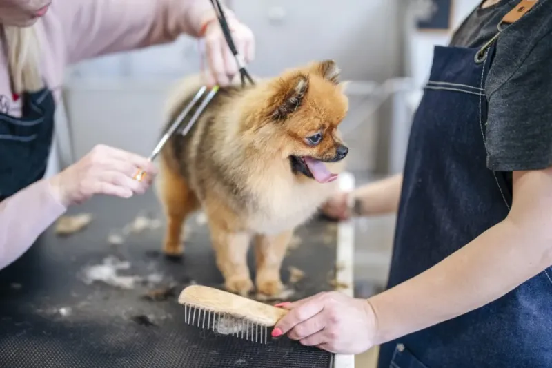 Ensure Proper Grooming