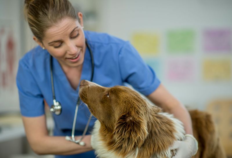Health Check-Ups and Veterinary Care