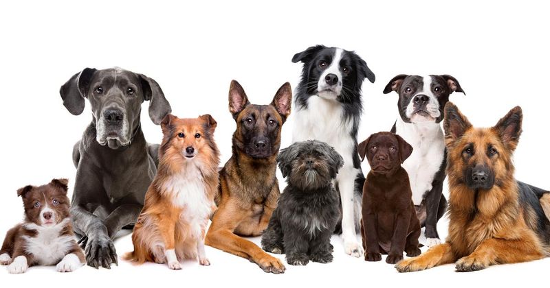 Failing to Research Breed Traits