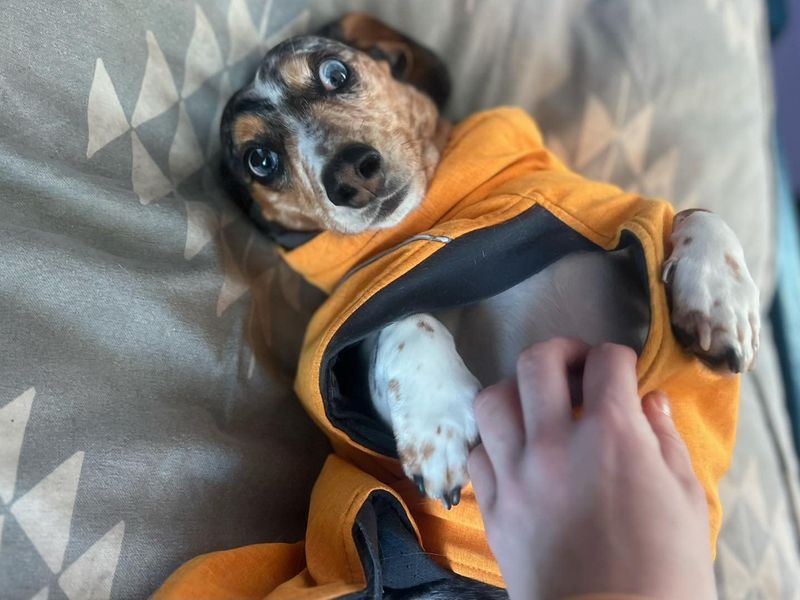 Offering Belly Rubs
