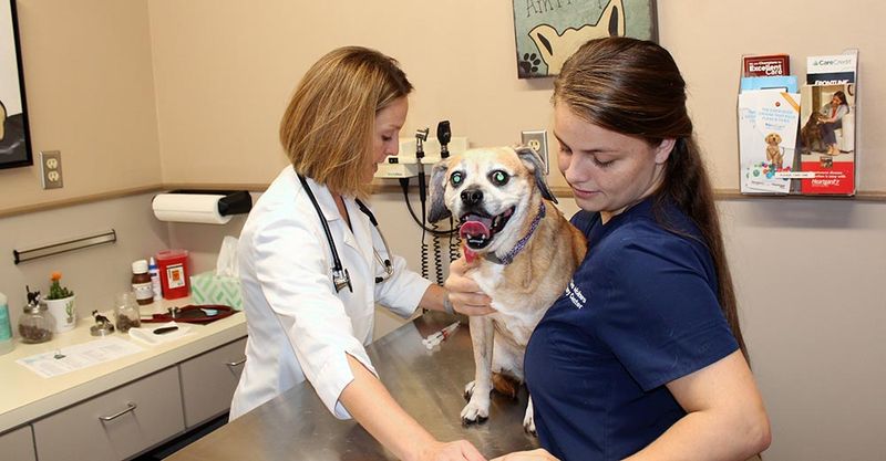 Inadequate Veterinary Care