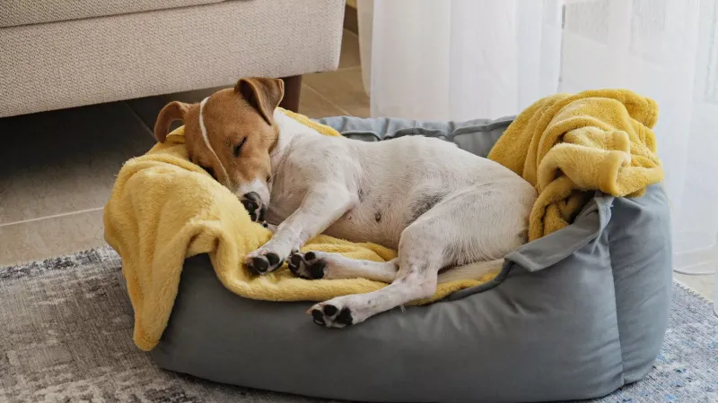 Inadequate Sleep Environment