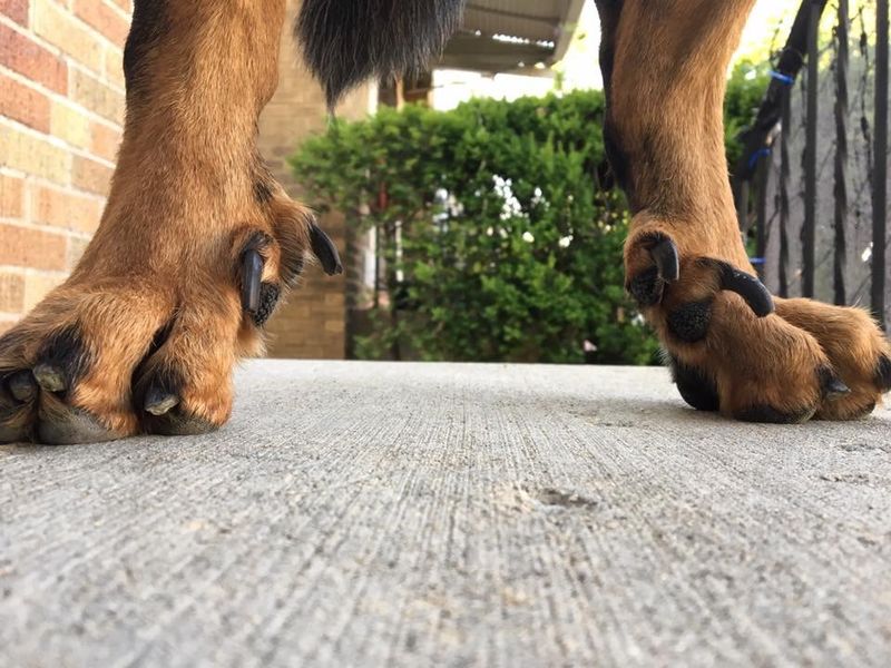 Unique Double Dewclaws