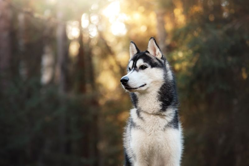 Loyal Companions