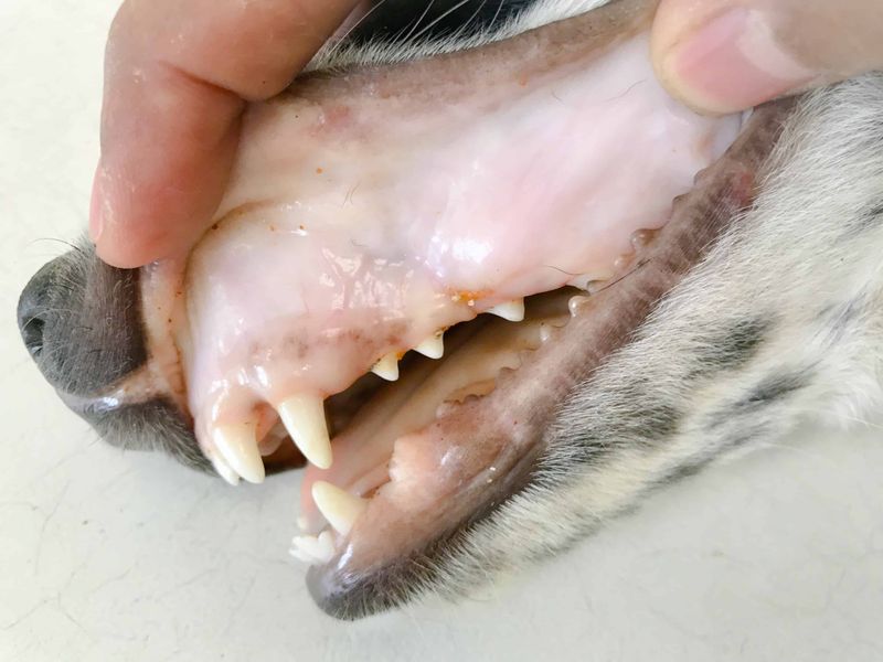 Pale Gums