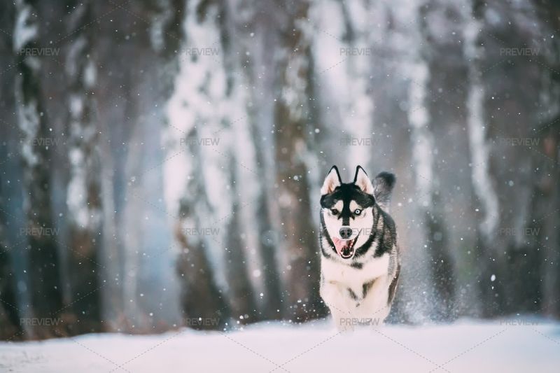 Lively Spirit: The Siberian Husky