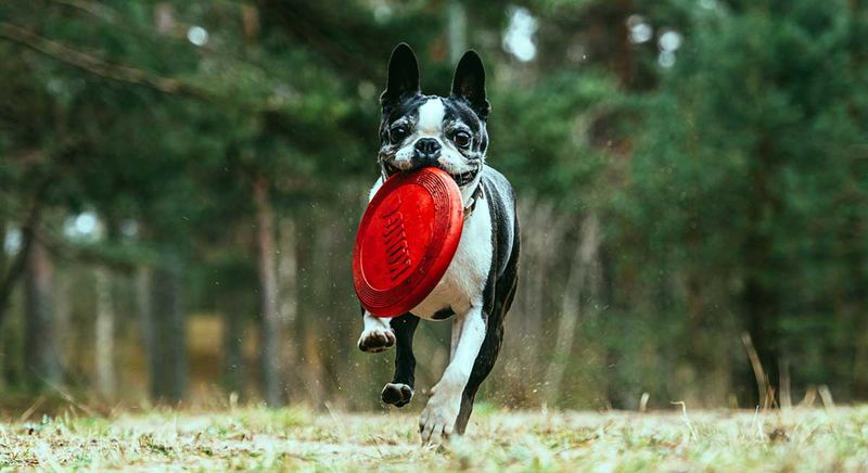 Energetic Playmates