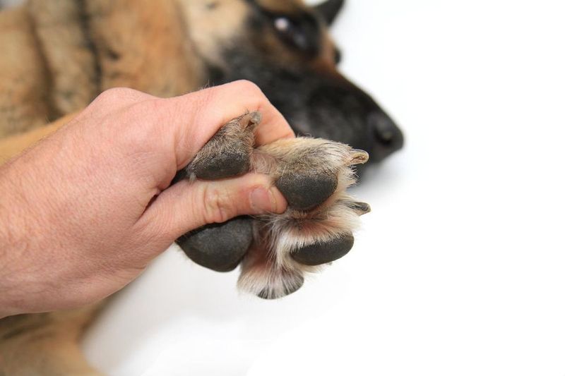 Gentle Paw Offers