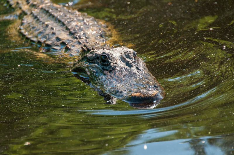 Alligators