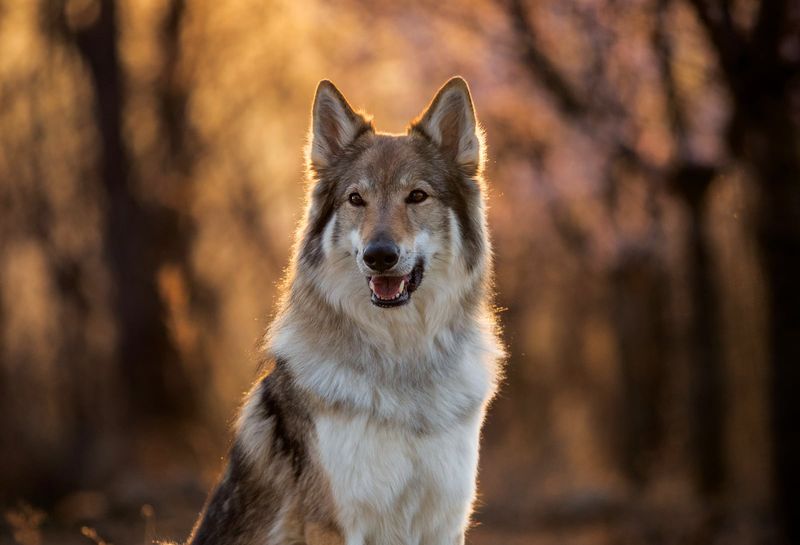 Wolfdog