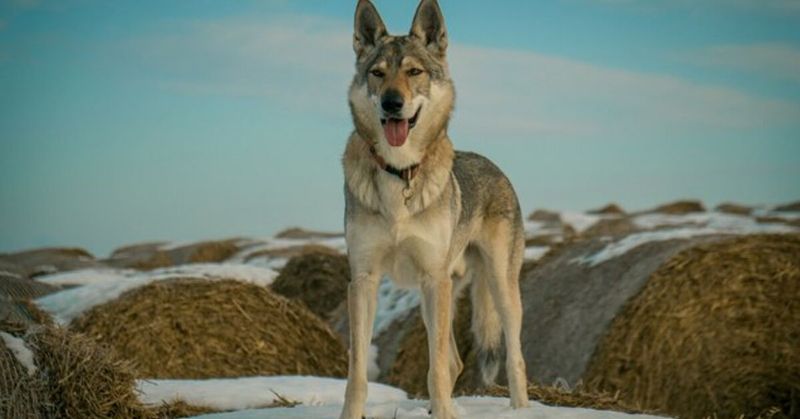 Wolfdog