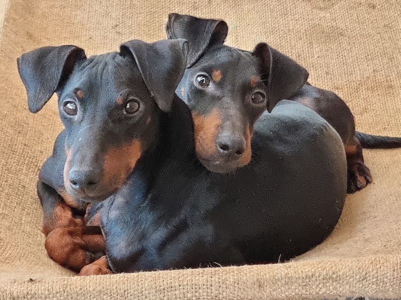 Manchester Terrier