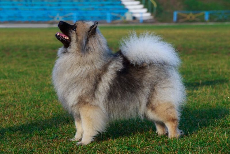 Keeshond