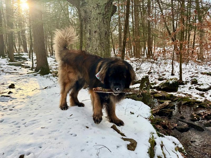 Leonberger