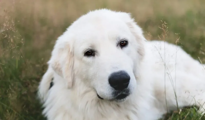 Maremma Sheepdog