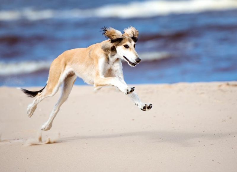 Saluki