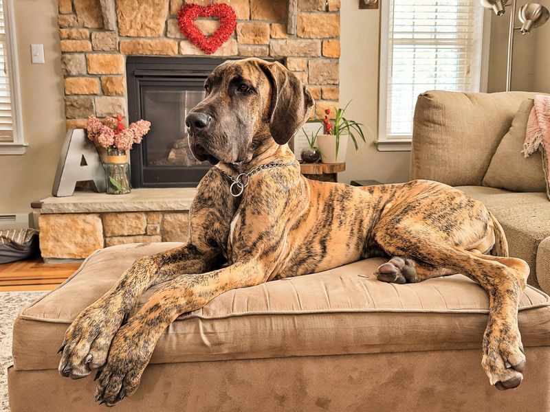 Understand Your Dog's Breed