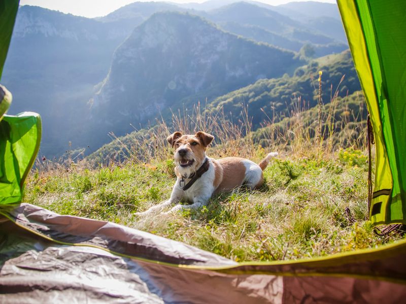 Camping Adventure