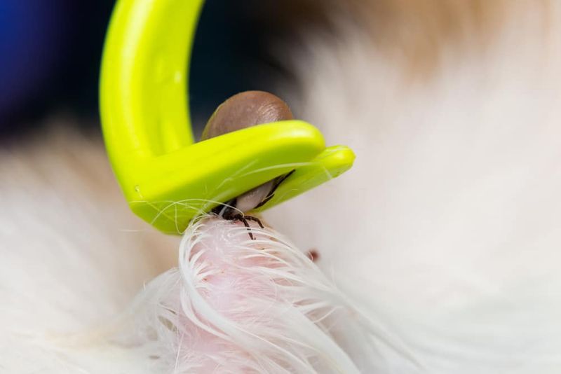 Tick Remover Tool