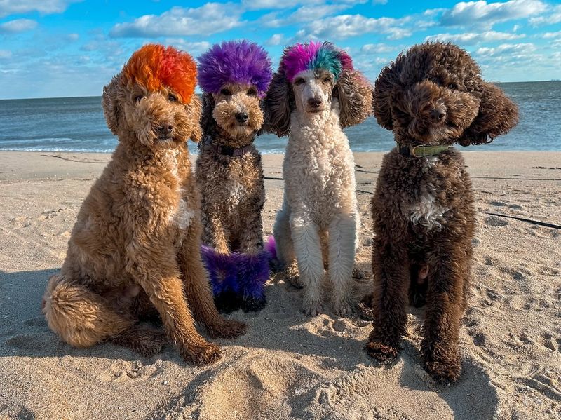 Standard Poodle