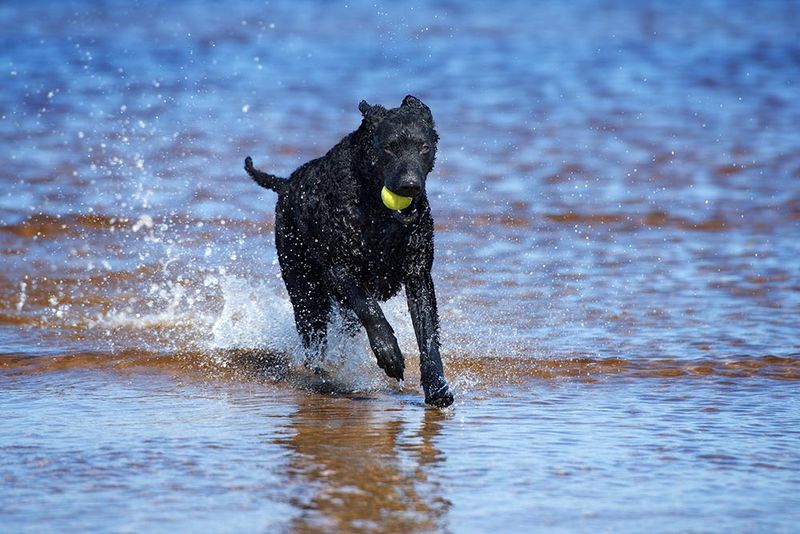 Curly-Coated Retriever