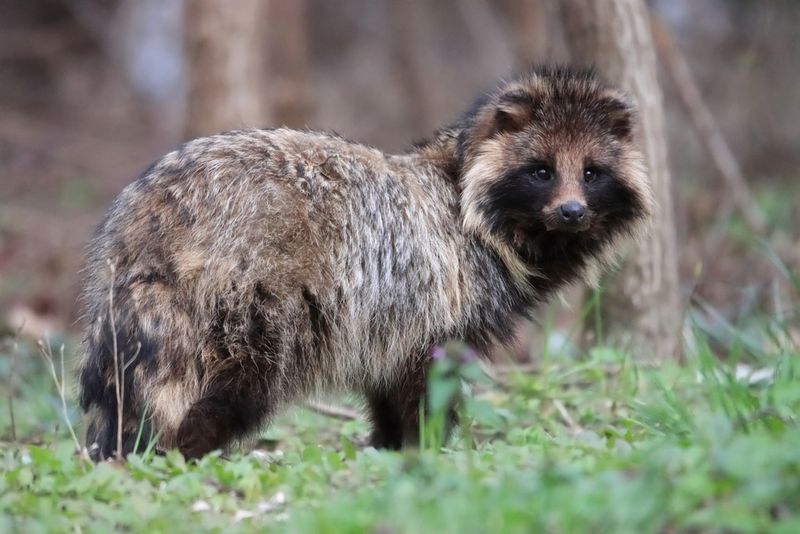 Unique Fur Patterns