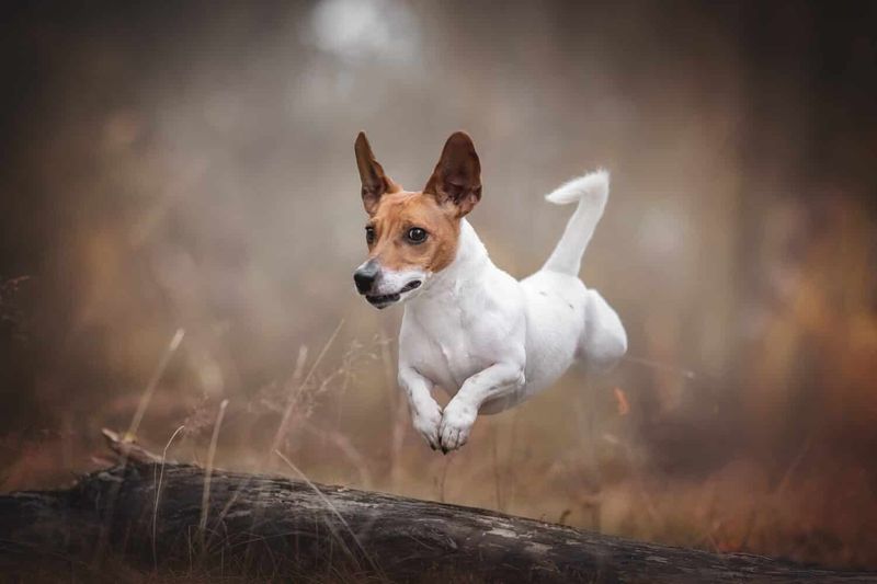 Playful Bouncing
