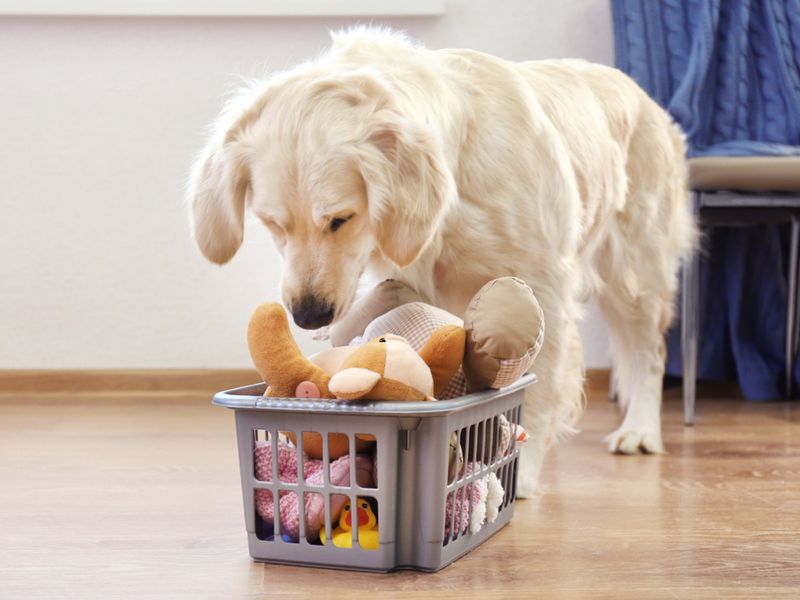 Bringing You Toys