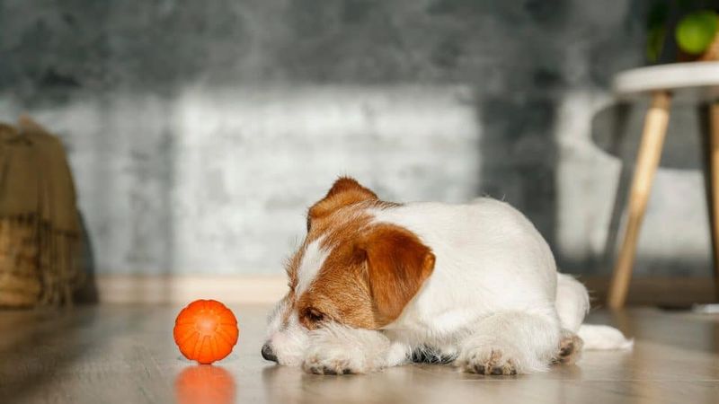Lack of Interest in Toys