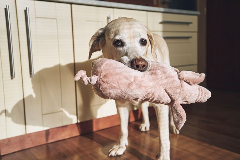Brings you their favorite toy