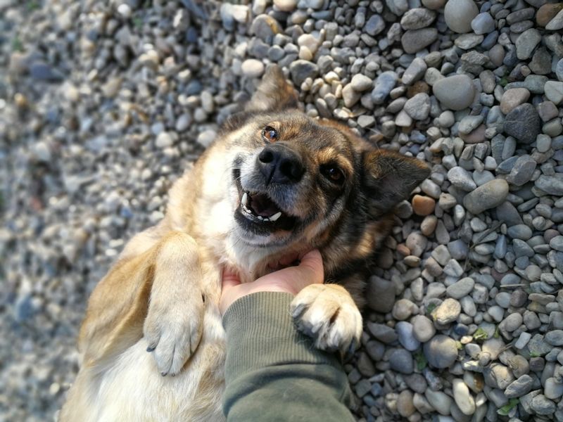 Sponsor a Dog