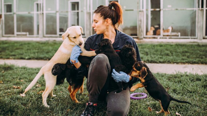Volunteer at a Shelter