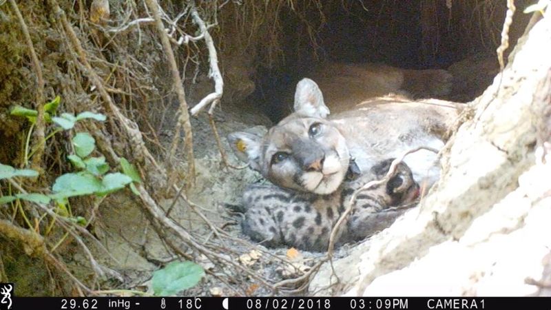 Mountain Lions