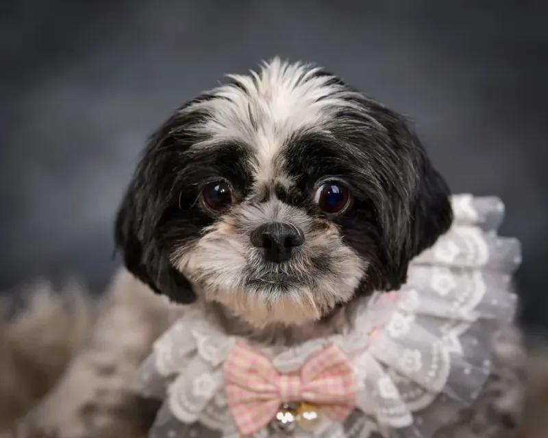 Shih Tzu