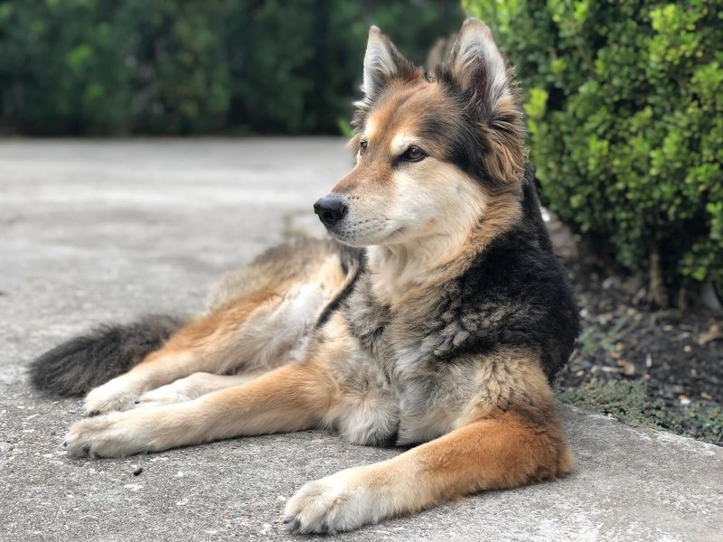 Collie