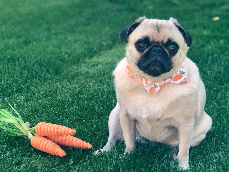 Pug
