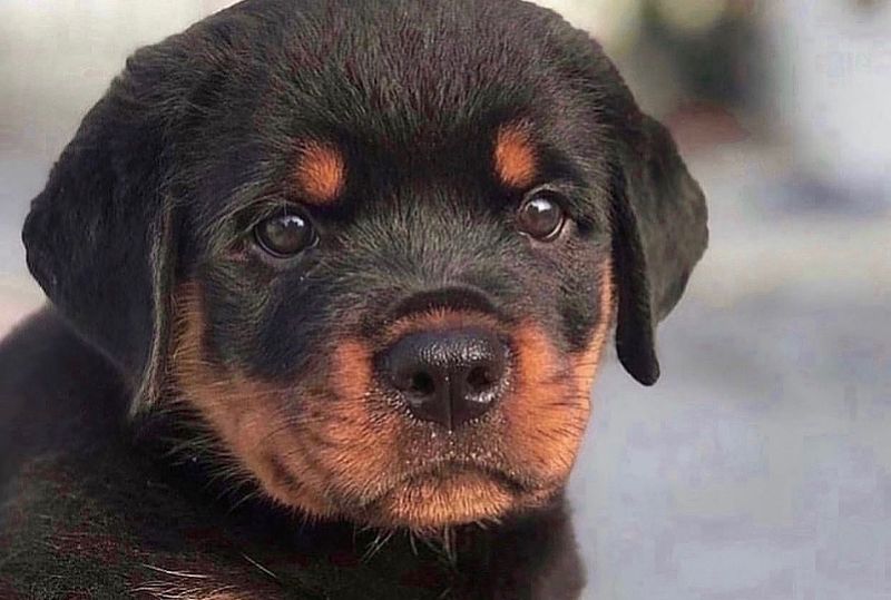 Rottweiler