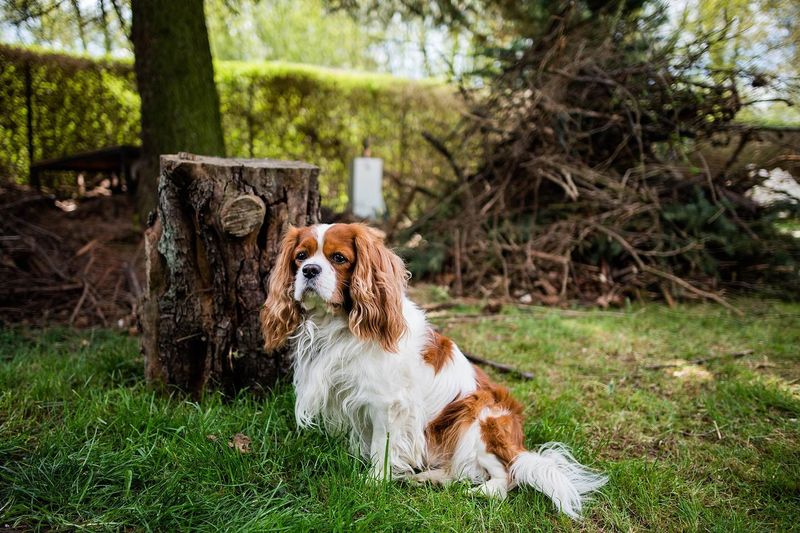 Cavalier King Charles Spaniel