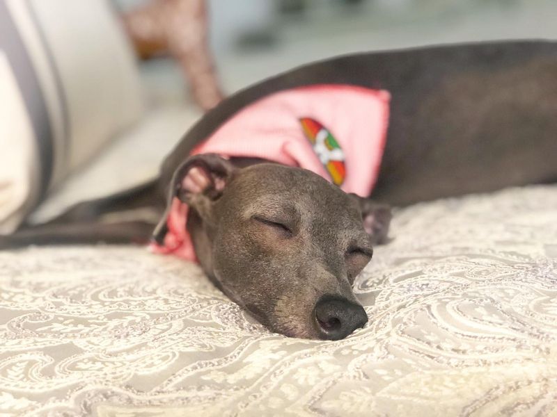 Italian Greyhound